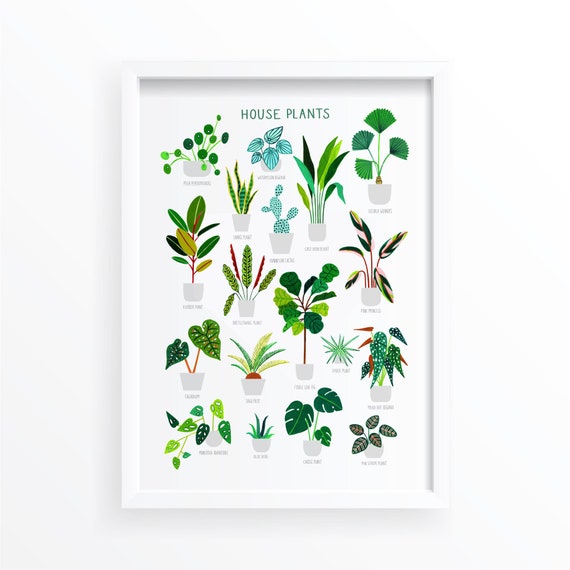 House Plants Botanical Art Print, Botanical Wall Decor
