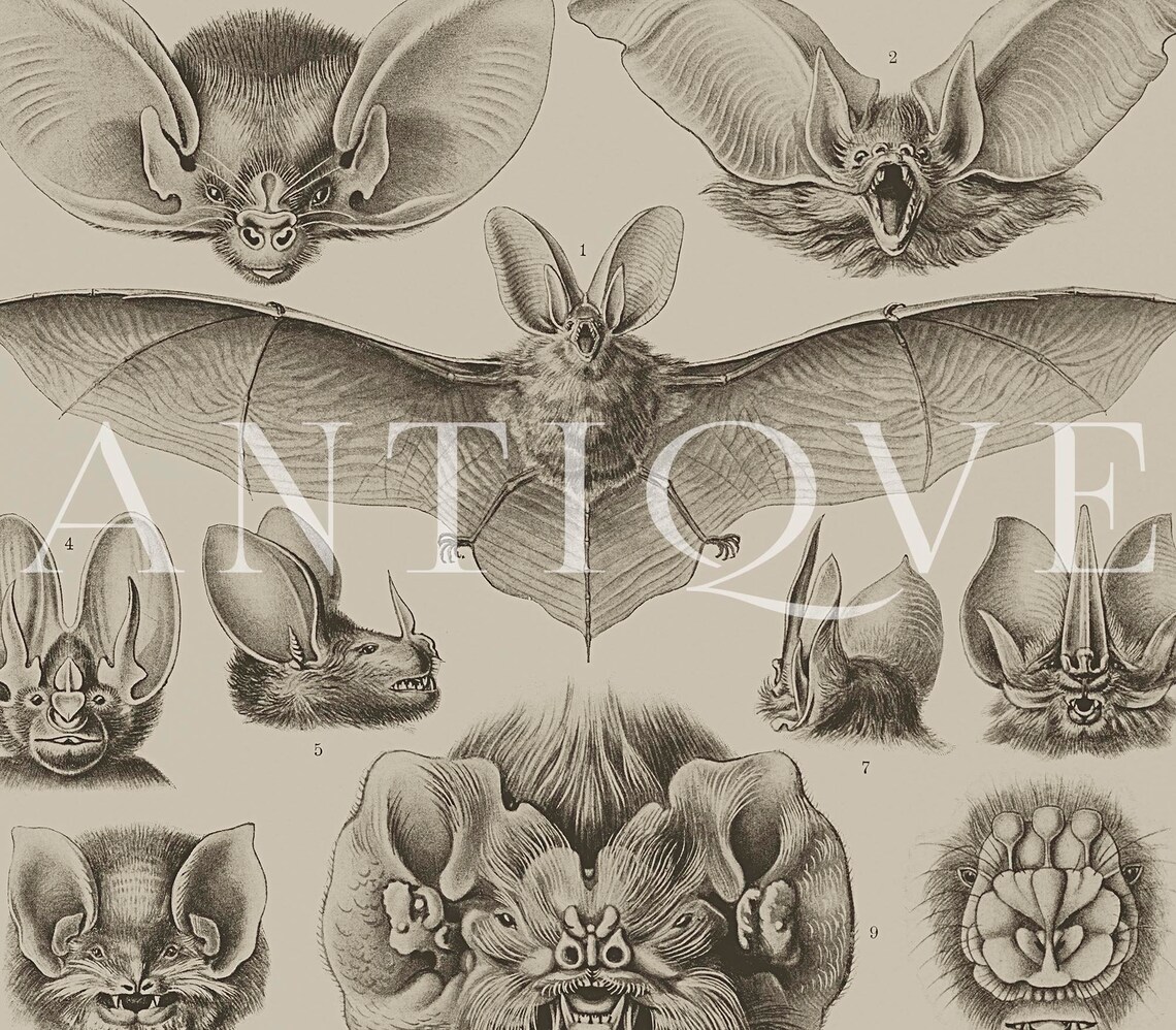 Ernst Haeckel Bats Chiroptera Antique Natural History Plate Poster - Image 3