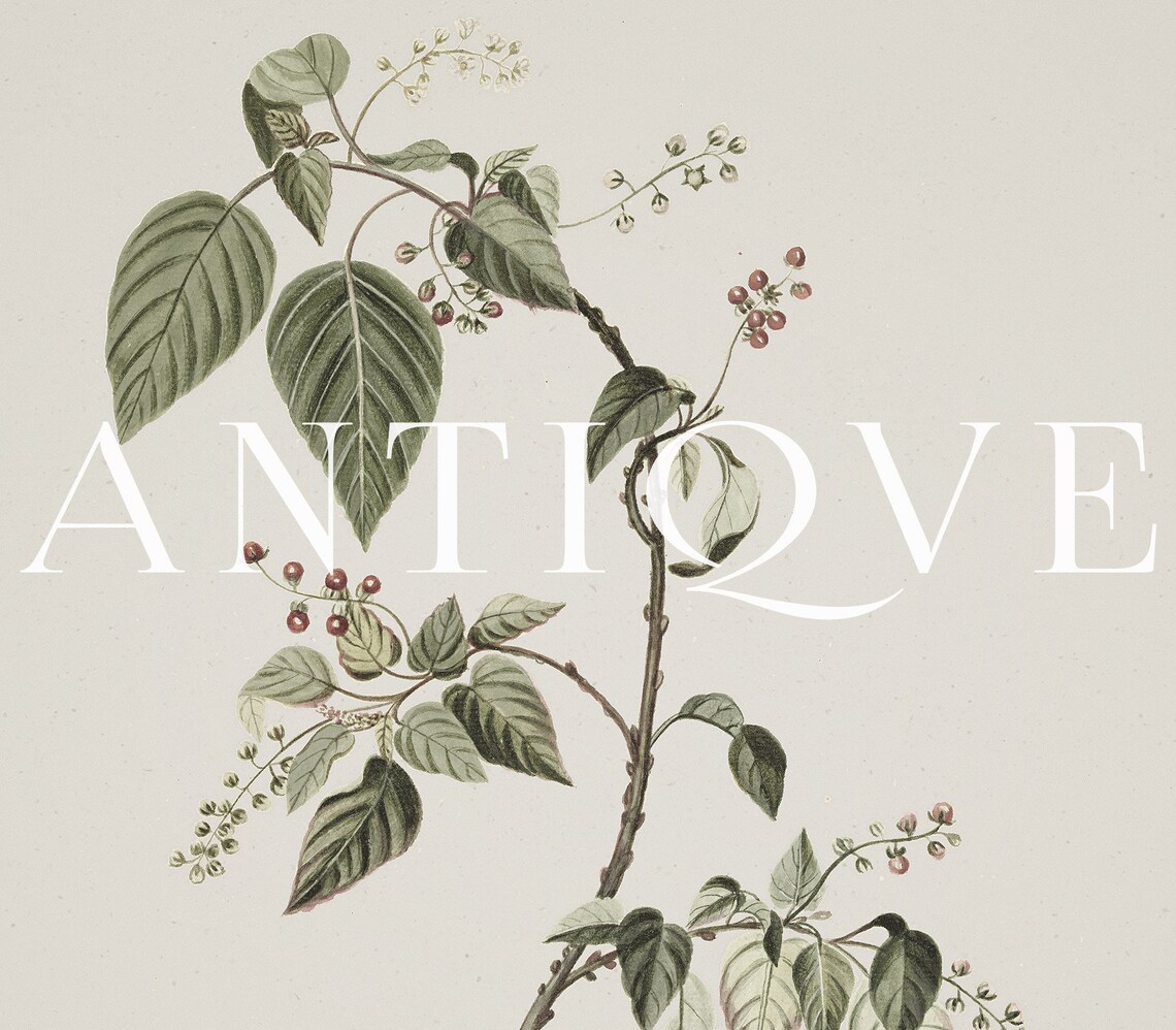Antique Floral Sketch Botanical Art Print - Image 3