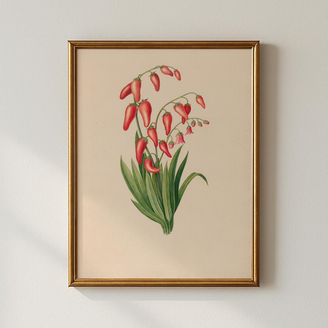 Vintage Red Bell Shaped Flowers Botanical Illustration Art Print