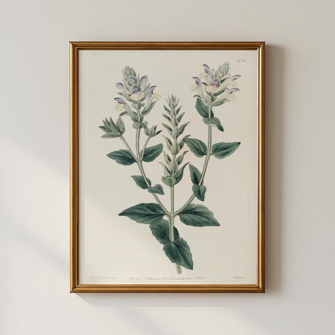 Vintage Botanical Purple Wildflower Trio 1828 Plate Herbal Art Poster