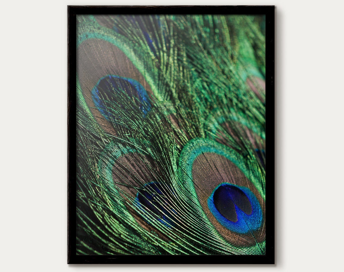 Vibrant Peacock Feather Macro Photography Nature Close Up Poster
