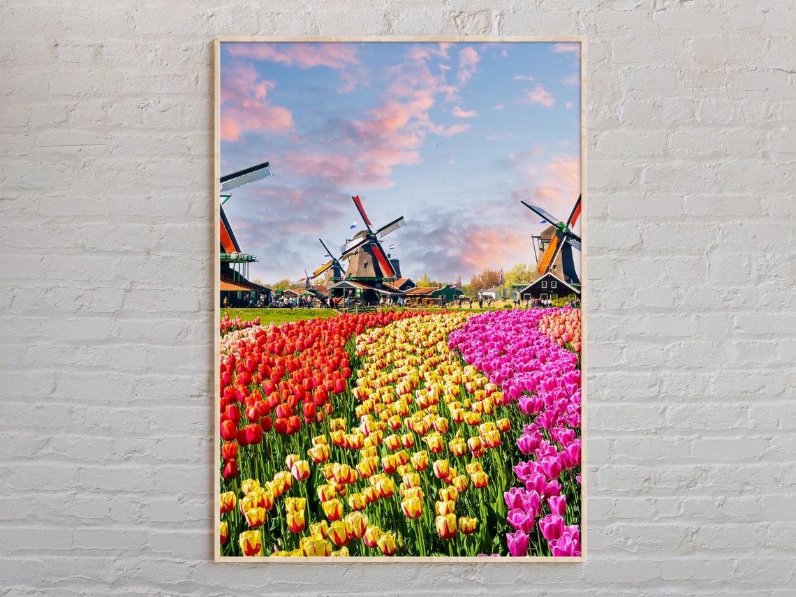 Dutch Tulip Fields and Windmills at Sunset Landscape Photo Poster
