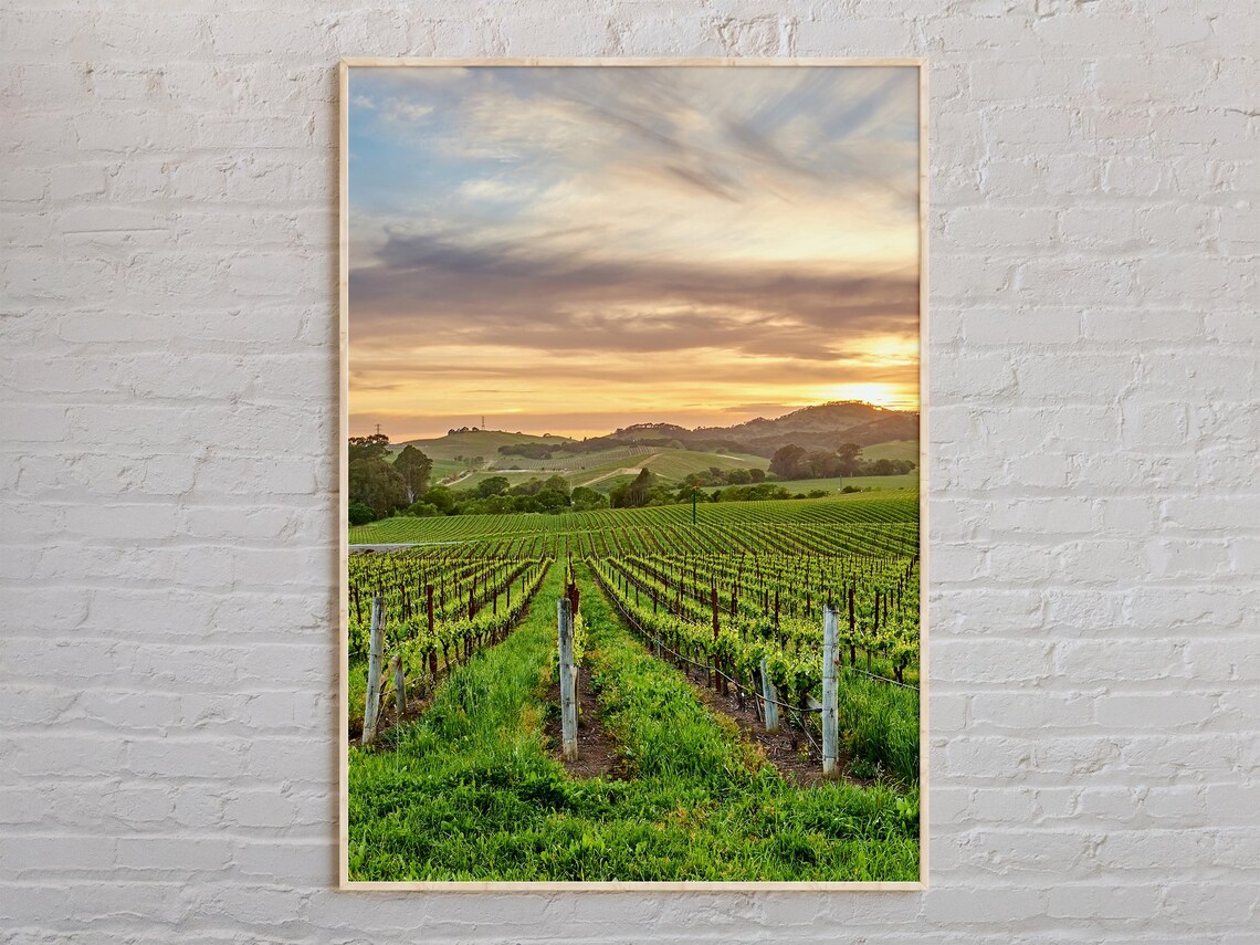 Napa Valley California Vineyard Rows At Golden Hour Sunset Poster