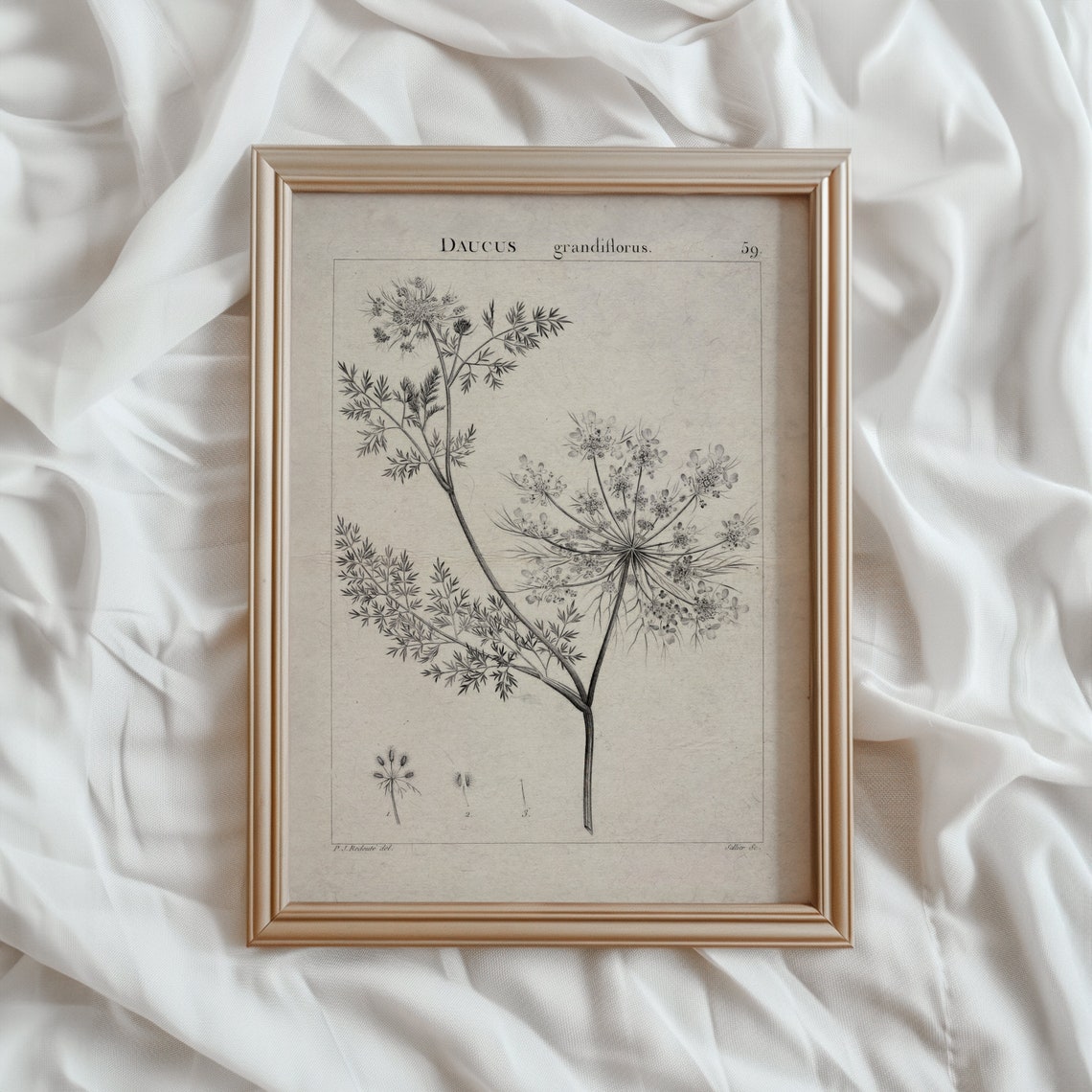 Daucus Grandiflorus Antique Botanical Line Engraving Vintage Poster