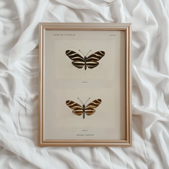 Butterfly Study Print Vintage Wall Art Vintage Moth Wall Art Rustic Butterfly Moth Wall Decor 915