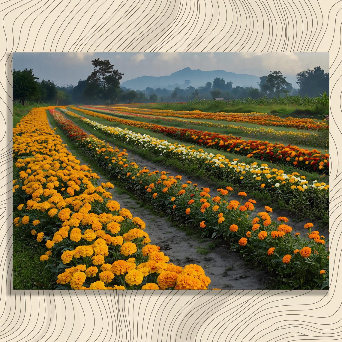Marigold Flower Field Rows Golden Orange Blooms Misty Hills Wall Art