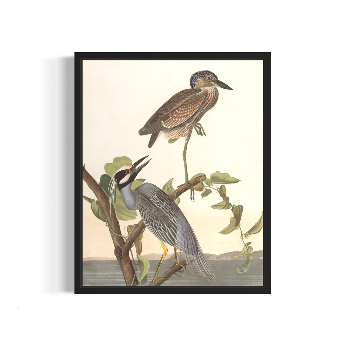 Yellow Crowned Night Heron Audubon Style Vintage Bird Pair Art Poster