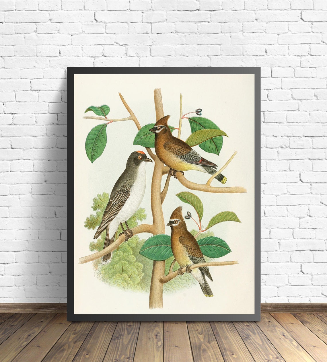 Cedar Waxwing and Kingbird on the Branch Vintage Bird Art Poster - Image 2