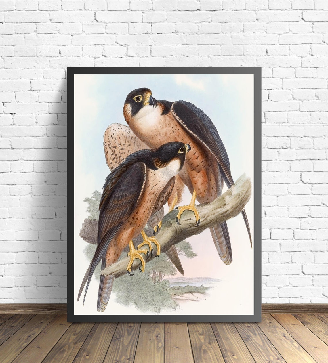 Shaheen Falcon Pair on a Branch by John Gould Vintage Bird Poster - Image 2