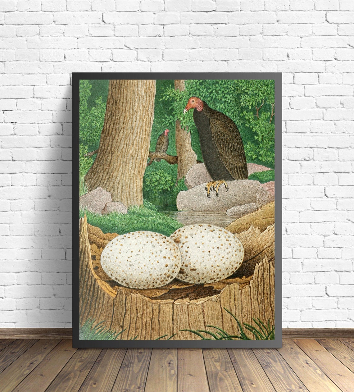 Turkey Vulture Watching Over Two Eggs in a Tree Stump Nature Poster - Image 2