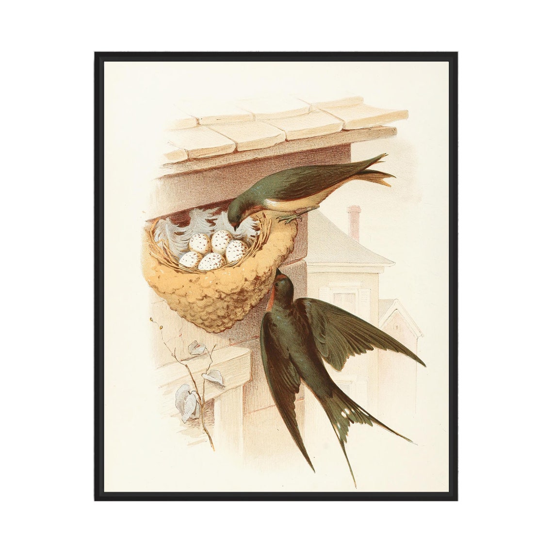 Barn Swallows 1882 Vintage Bird Illustration Nest Decor Poster