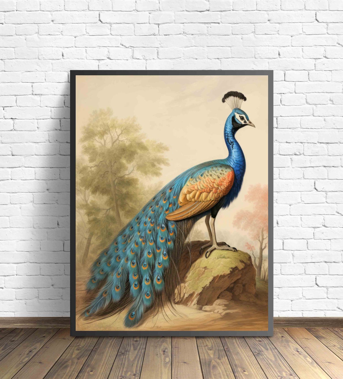 Peacock Vintage Naturalist Illustration Iridescent Tail Art Poster