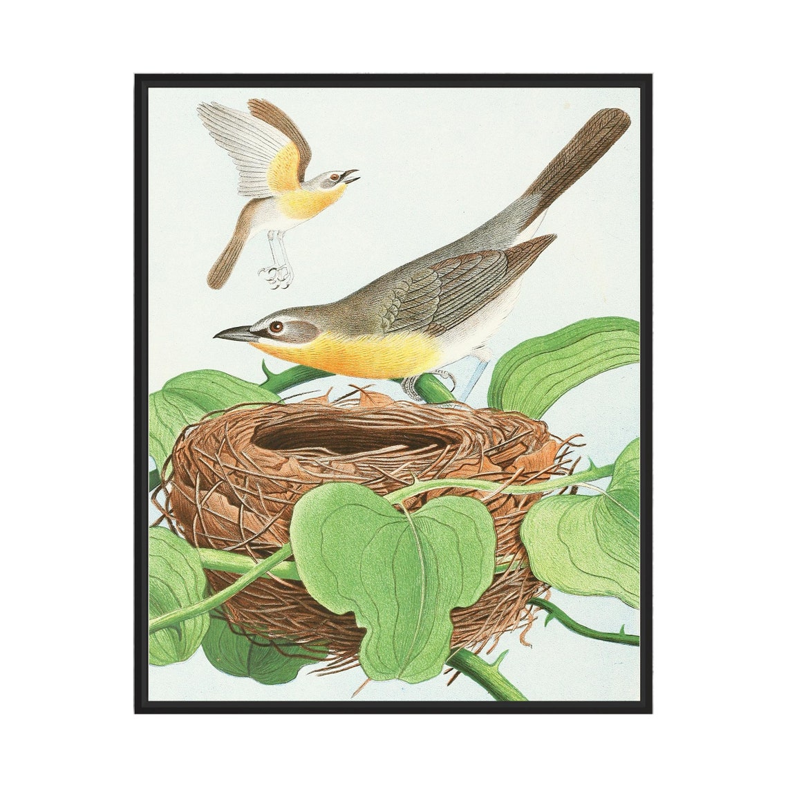 Yellow-Breasted Chat Birds at Nest Vintage Naturalist Wall Art