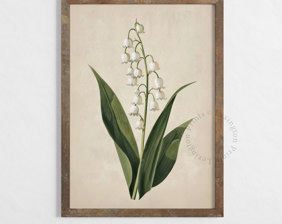 Lily Of The Valley Botanical White Flower Vintage Print Farmhouse