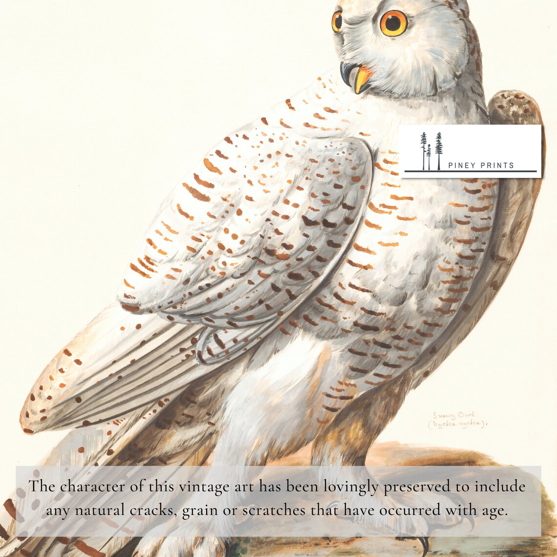 Snowy Owl Vintage Wildlife Illustration White Owl Bird Poster