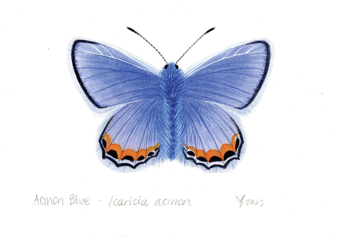 Acmon Blue Butterfly Watercolor Entomology Illustration Poster - Image 2