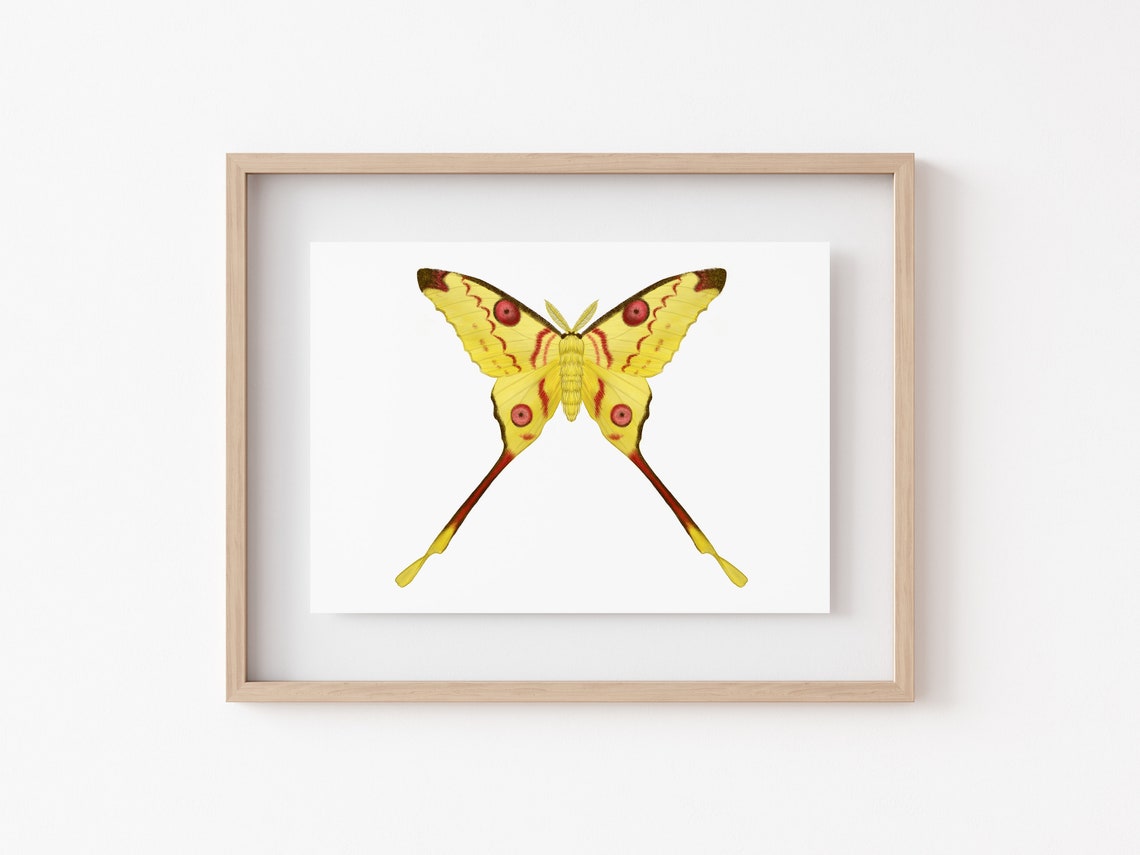 Moon Moth Art Print Madagascan Moon Moth Comet Moth Moth Art Moth Decor Entomology Wall Art Insect Taxidermy Luna Moth Art Print - Image 2