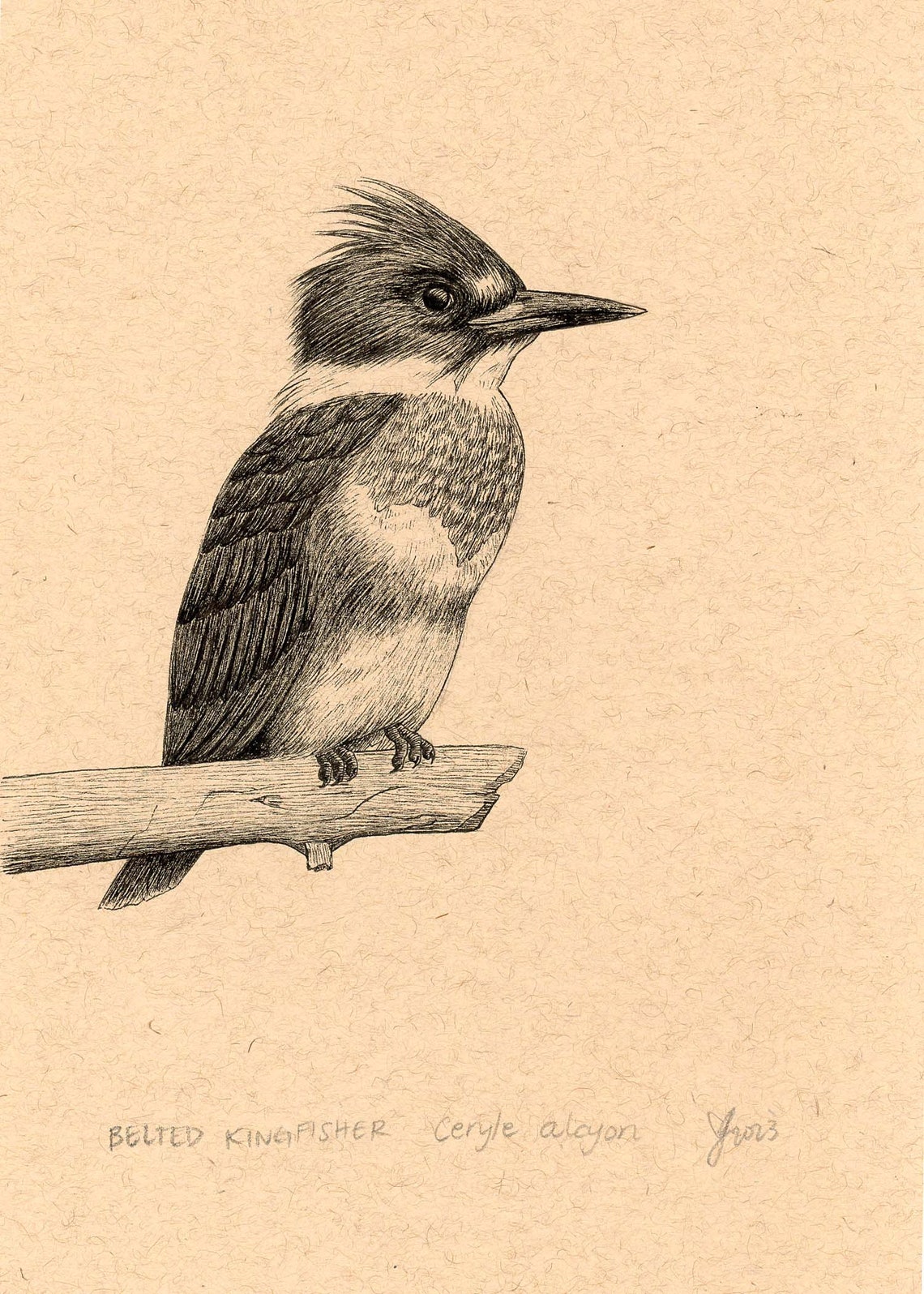 Belted Kingfisher Perched on Branch Ink Drawing Kraft Poster - Image 2