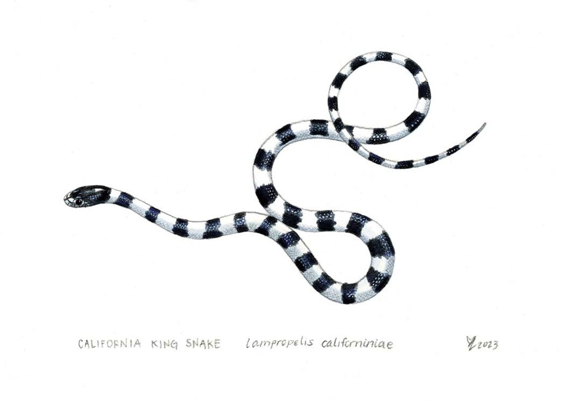 California King Snake Art Print, Herpetology Decor - Image 2