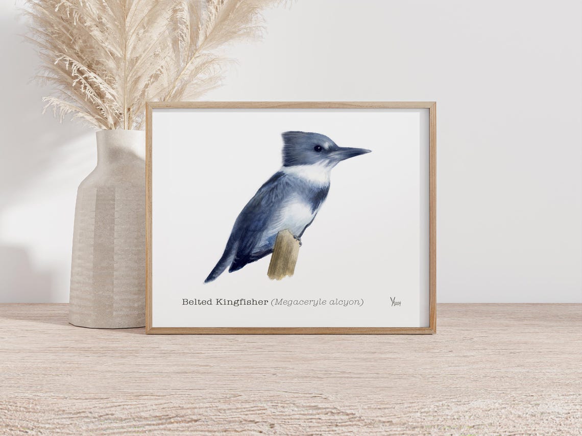 Belted Kingfisher Watercolor Perched on Wood Bird Art Poster