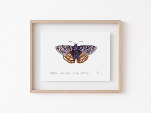 Propertius Duskywing Butterfly, California Wall Art
