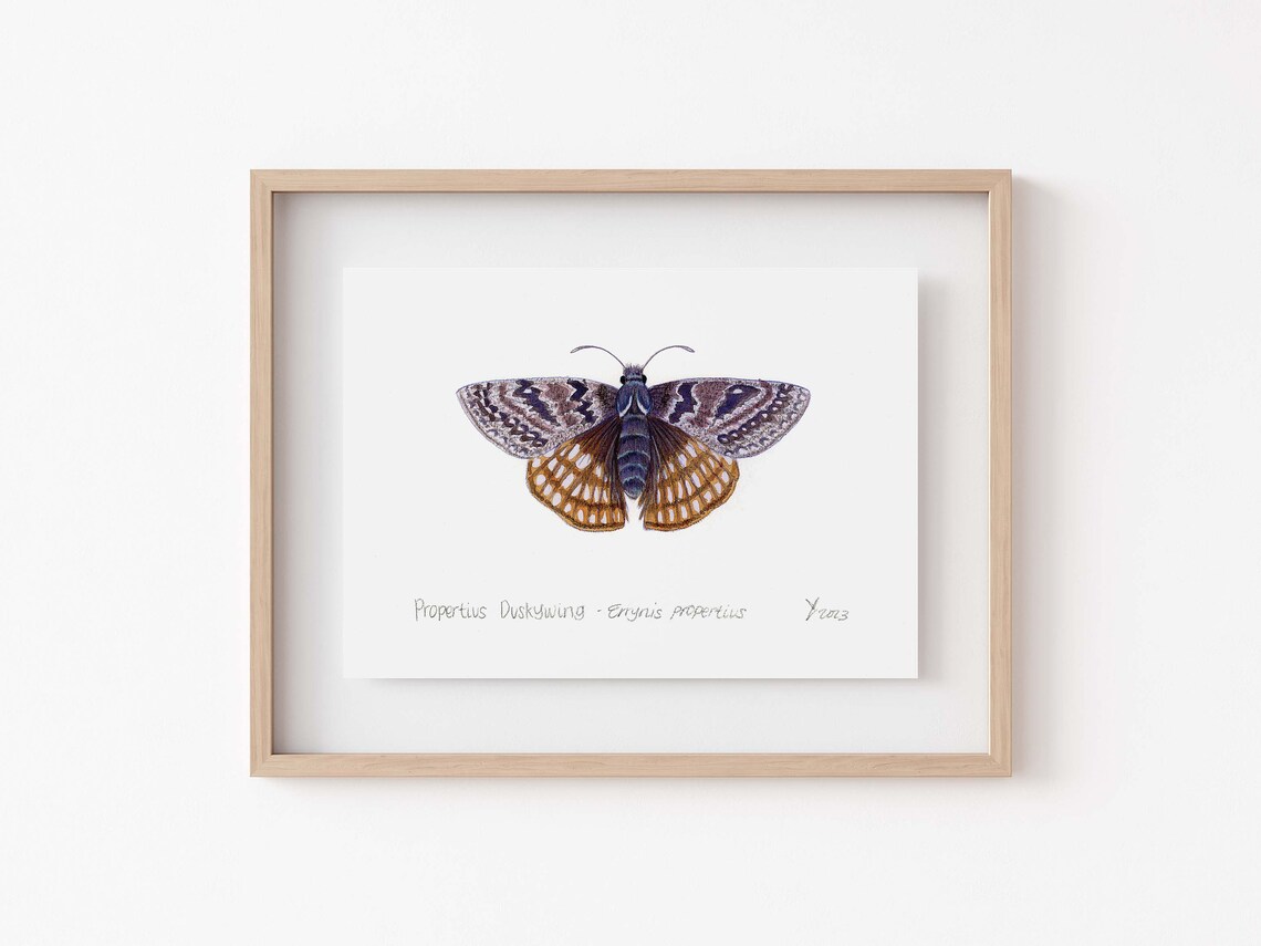 Propertius Duskywing Butterfly, California Wall Art