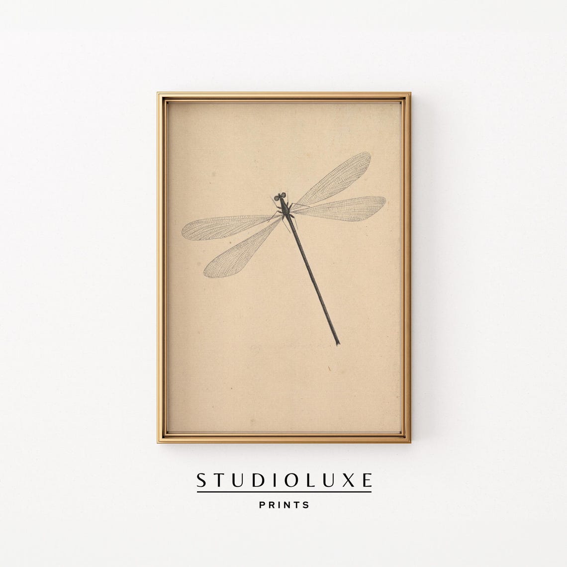 Delicate Dragonfly Pencil Sketch On Aged Beige Paper Study Poster