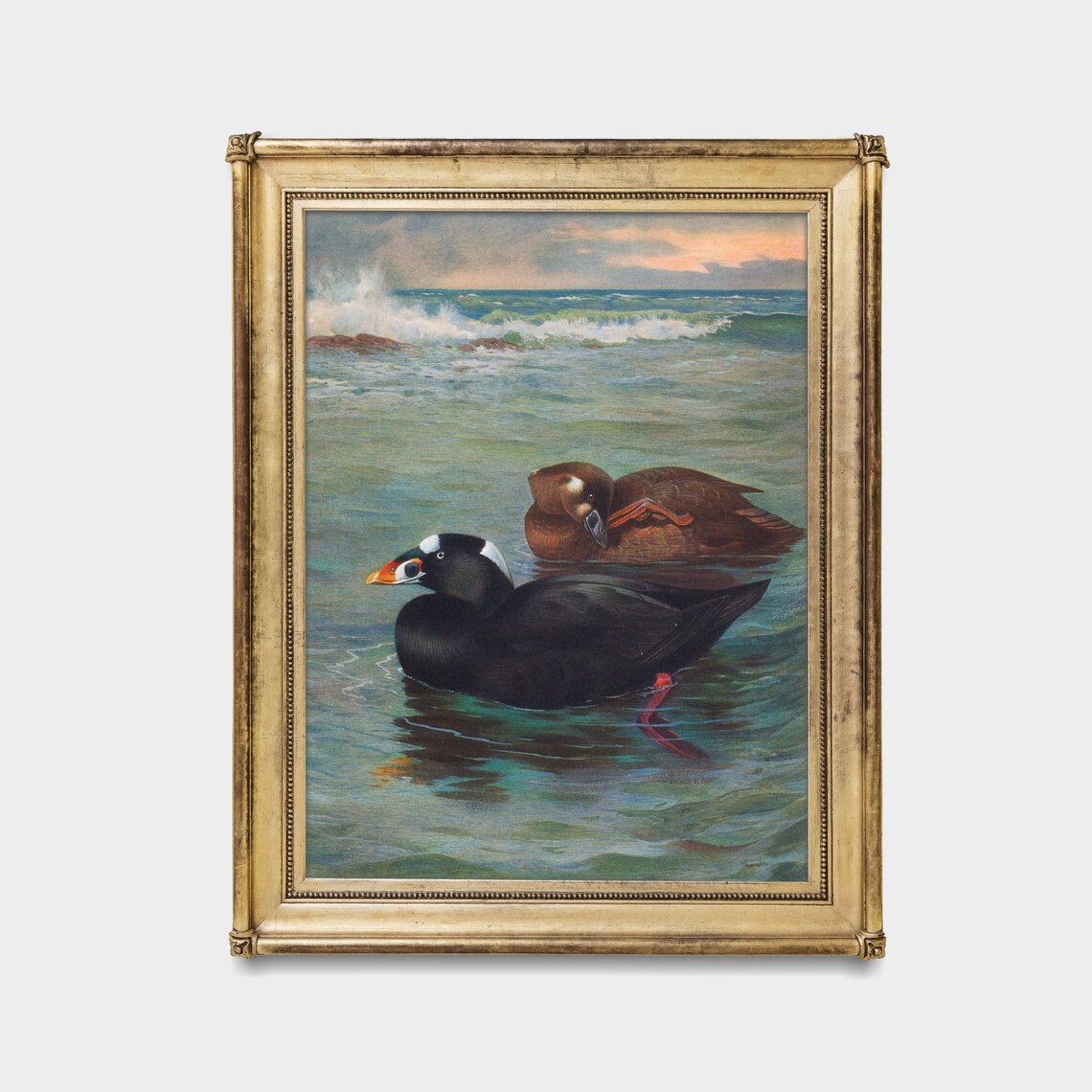 Pair of Surf Scoters Floating Together on a Calm Green Sea Poster - Image 3