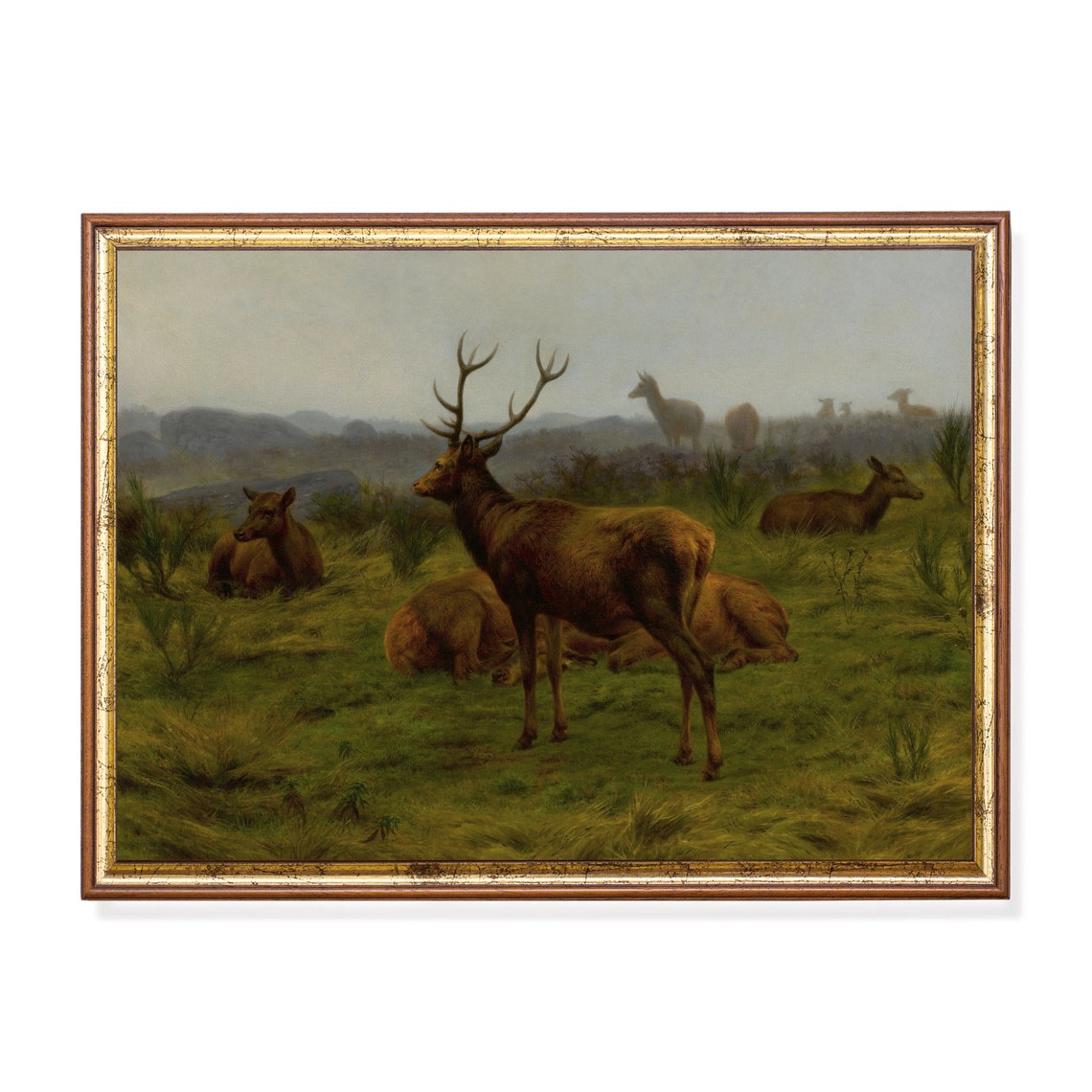 Red Deer Stag with Hinds in the Misty Highland Moorland Wall Art