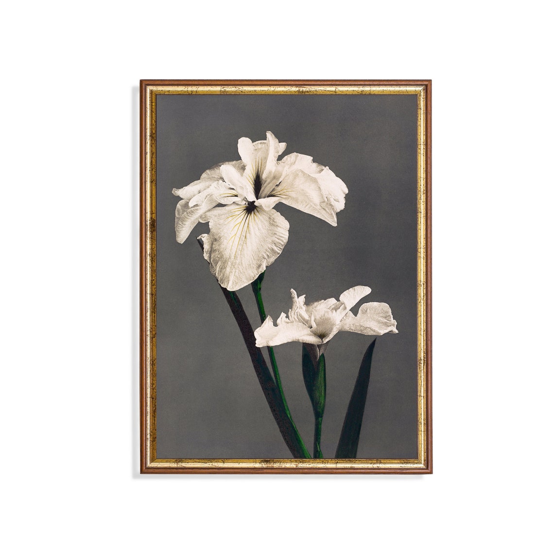 White Iris Flowers Against a Dark Background Vintage Botanical Poster