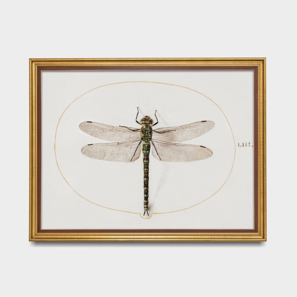 Green Hawker Dragonfly Antique Natural History Insect Poster - Image 5