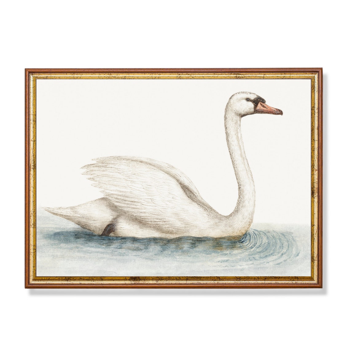White Mute Swan Swimming Minimalist Vintage Bird Study Poster