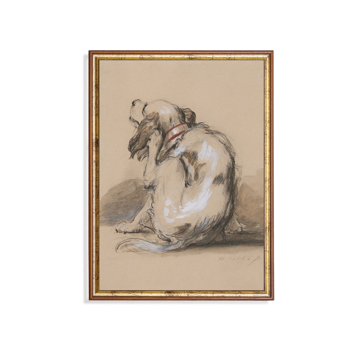 Spaniel Dog Scratching Ear Loose Sketch Study Vintage Poster