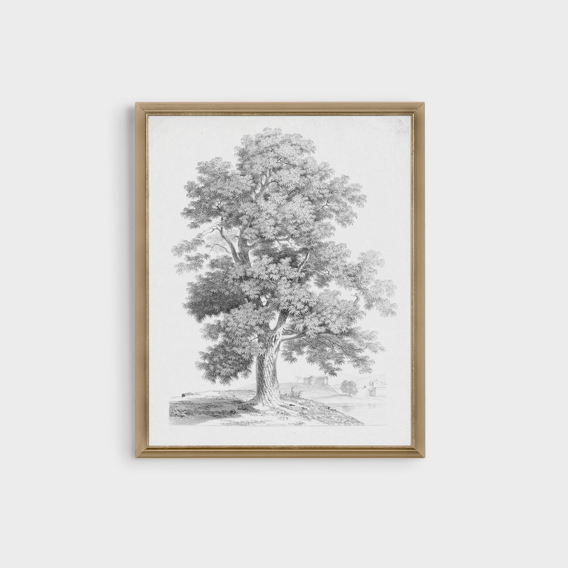Single Tree Pencil Sketch on White Antique Botanical Drawing Poster