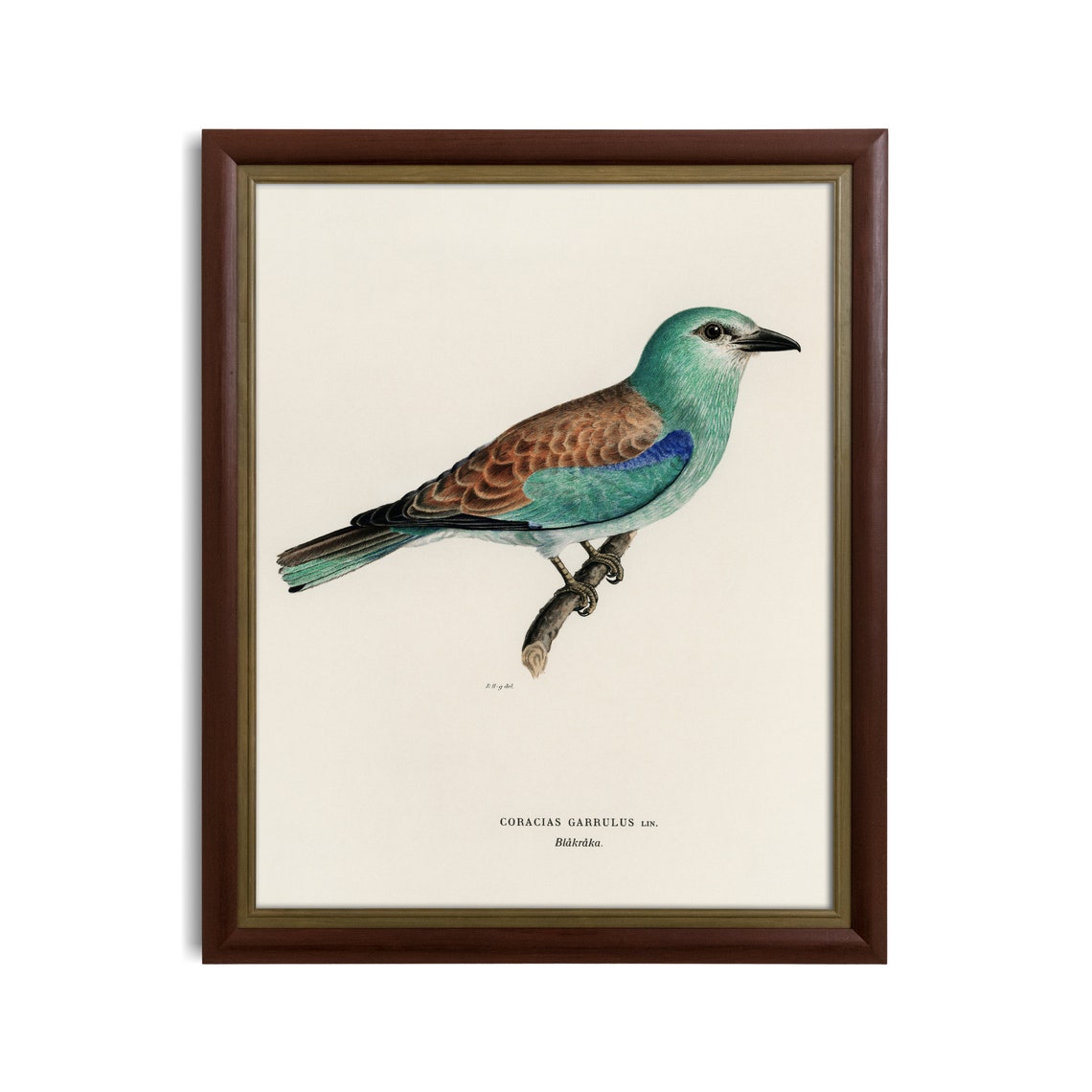 European Roller Bird Antique Ornithology Illustration Poster - Image 3