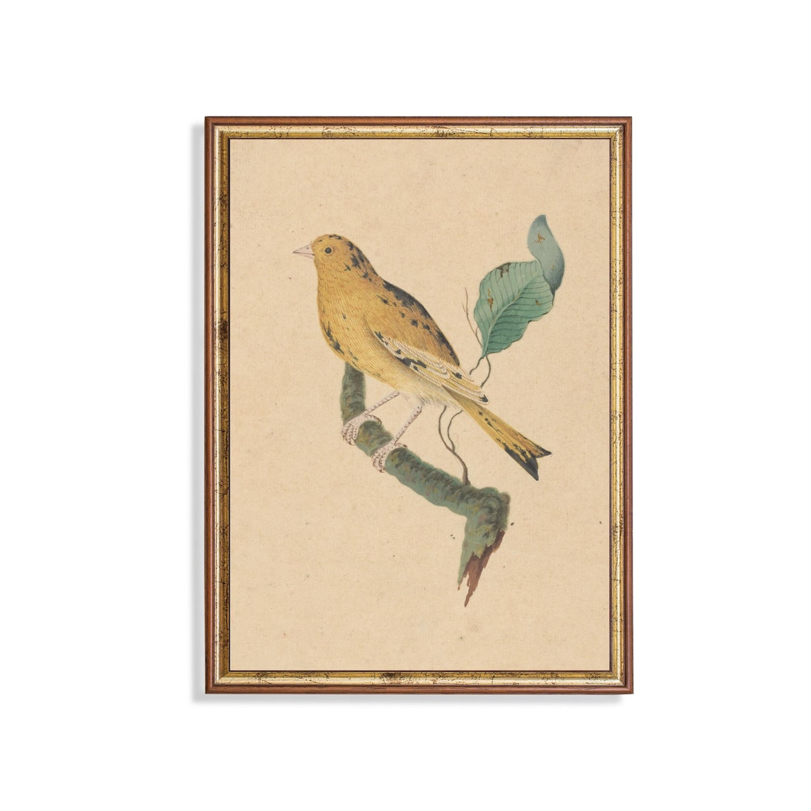 Yellow Bird on Branch Antique Watercolor Bird Illustration Poster