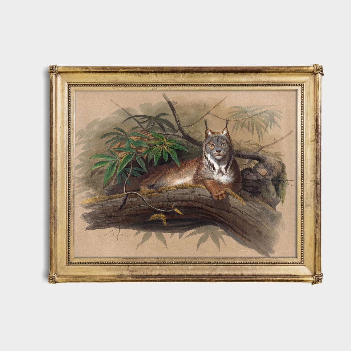 Canadian Lynx Resting on a Tree Branch Vintage Wildlife Poster - Image 4