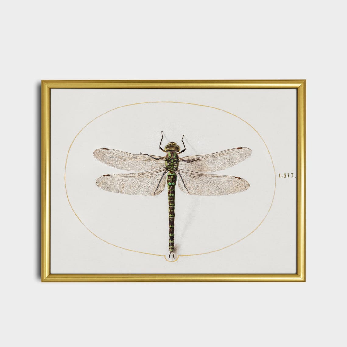 Green Hawker Dragonfly Antique Natural History Insect Poster - Image 2