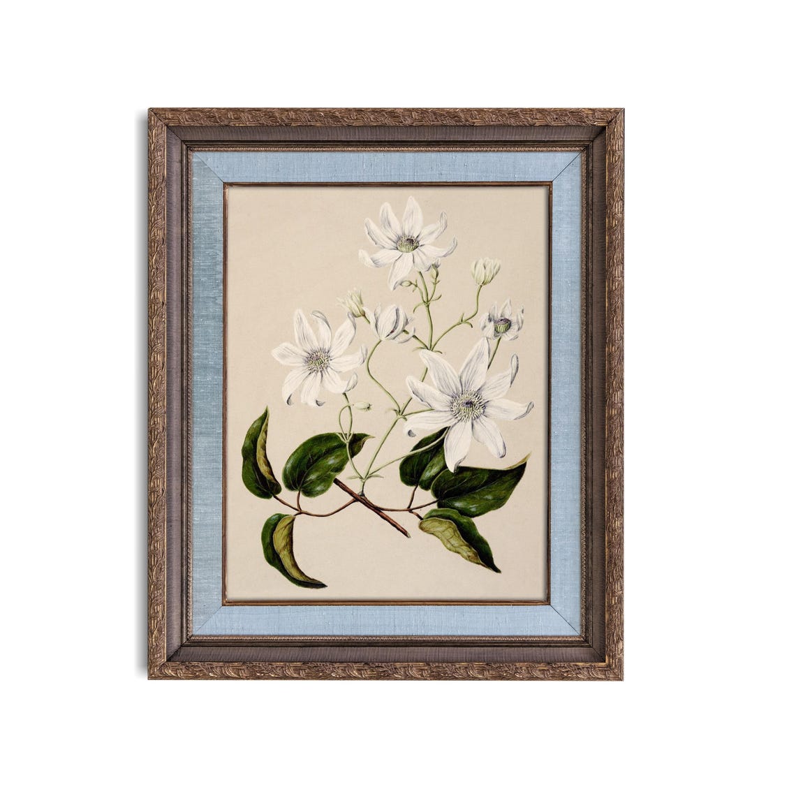Elegant White Clematis Vintage Botanical Floral Illustration Poster - Image 5