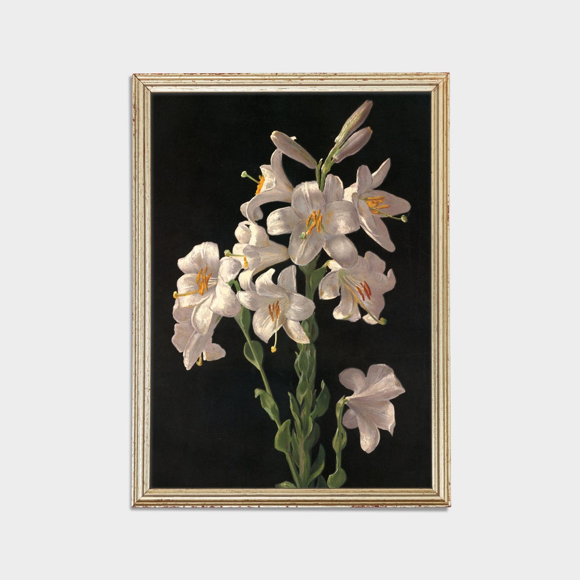 Elegant White Lilies Blooming Against a Deep Black Background Poster - Image 2