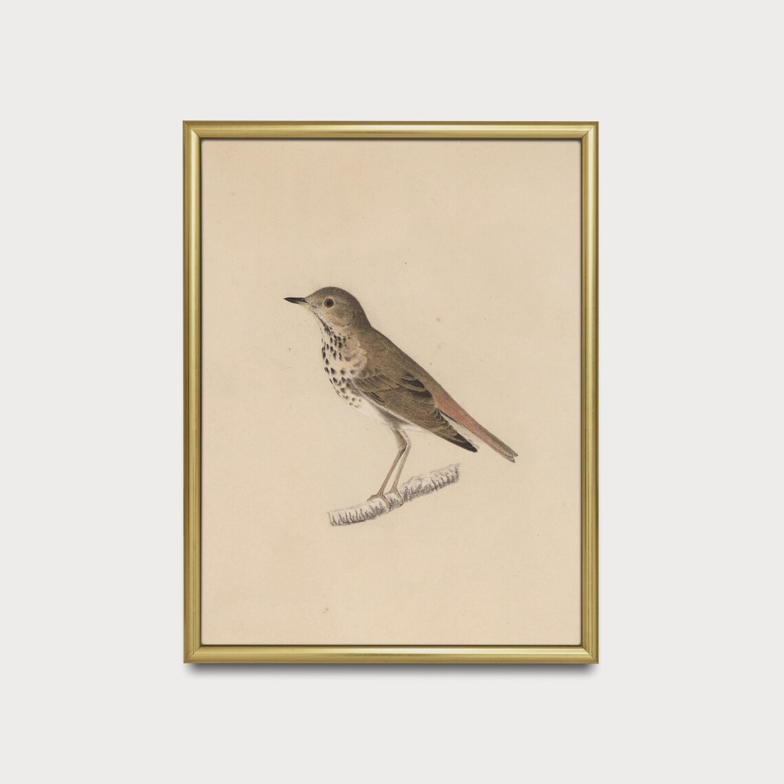 Vintage Bird Sketch Antique Drawing Art Print, Farmhouse - Image 5