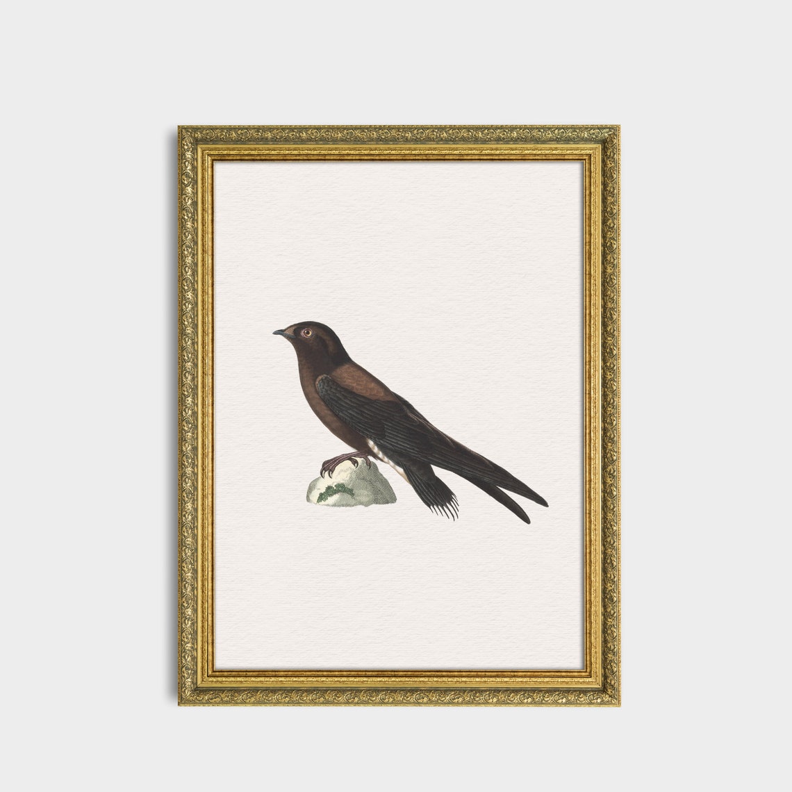 Dark Blackbird Perched on a Rock Vintage Bird Illustration Art Poster - Image 2