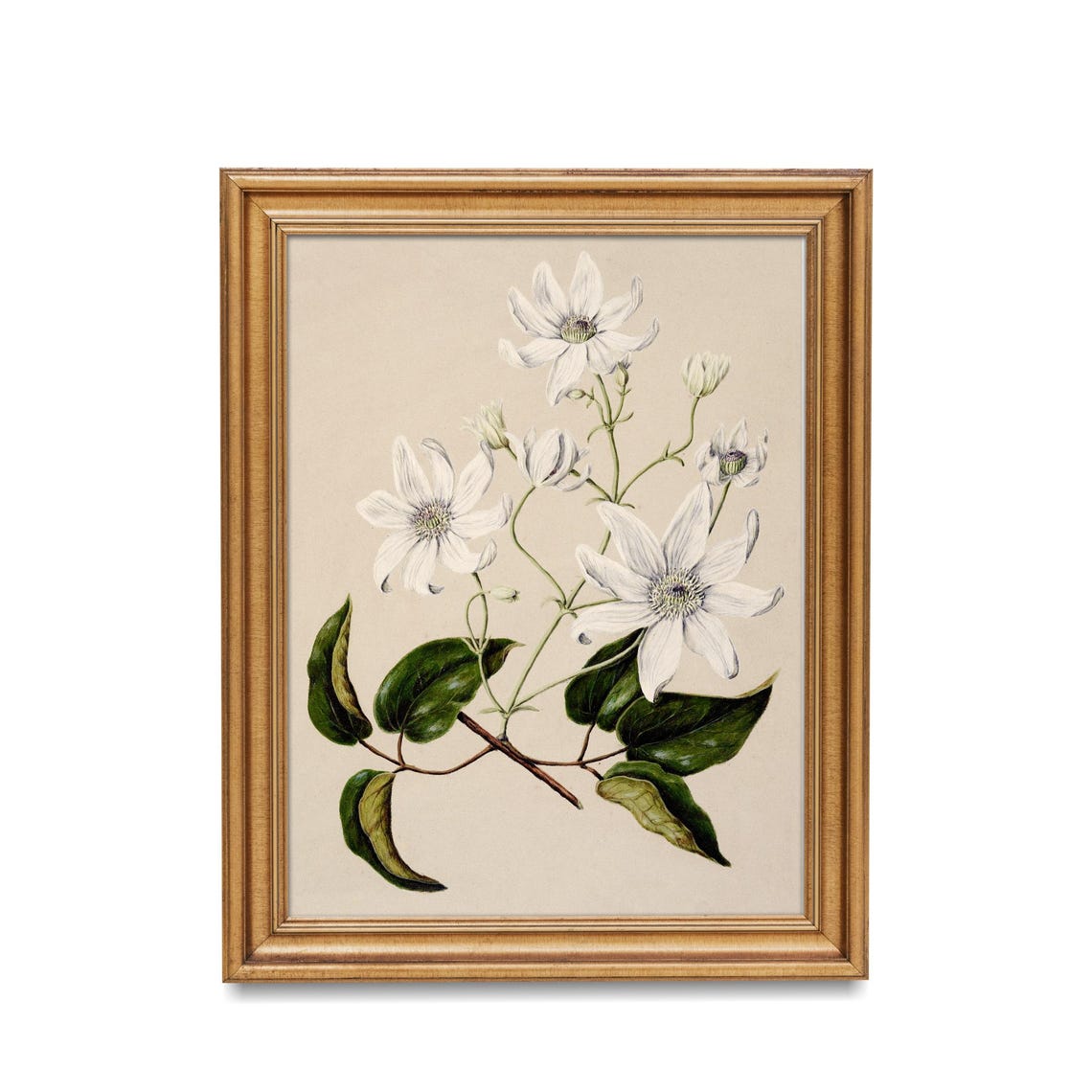 Elegant White Clematis Vintage Botanical Floral Illustration Poster - Image 2