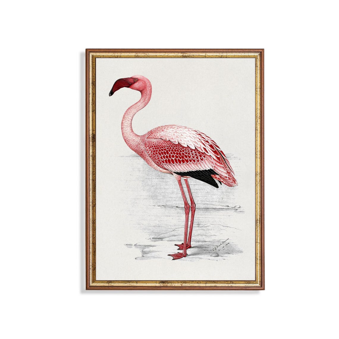 Pink Flamingo Antique Natural History Bird Illustration Poster