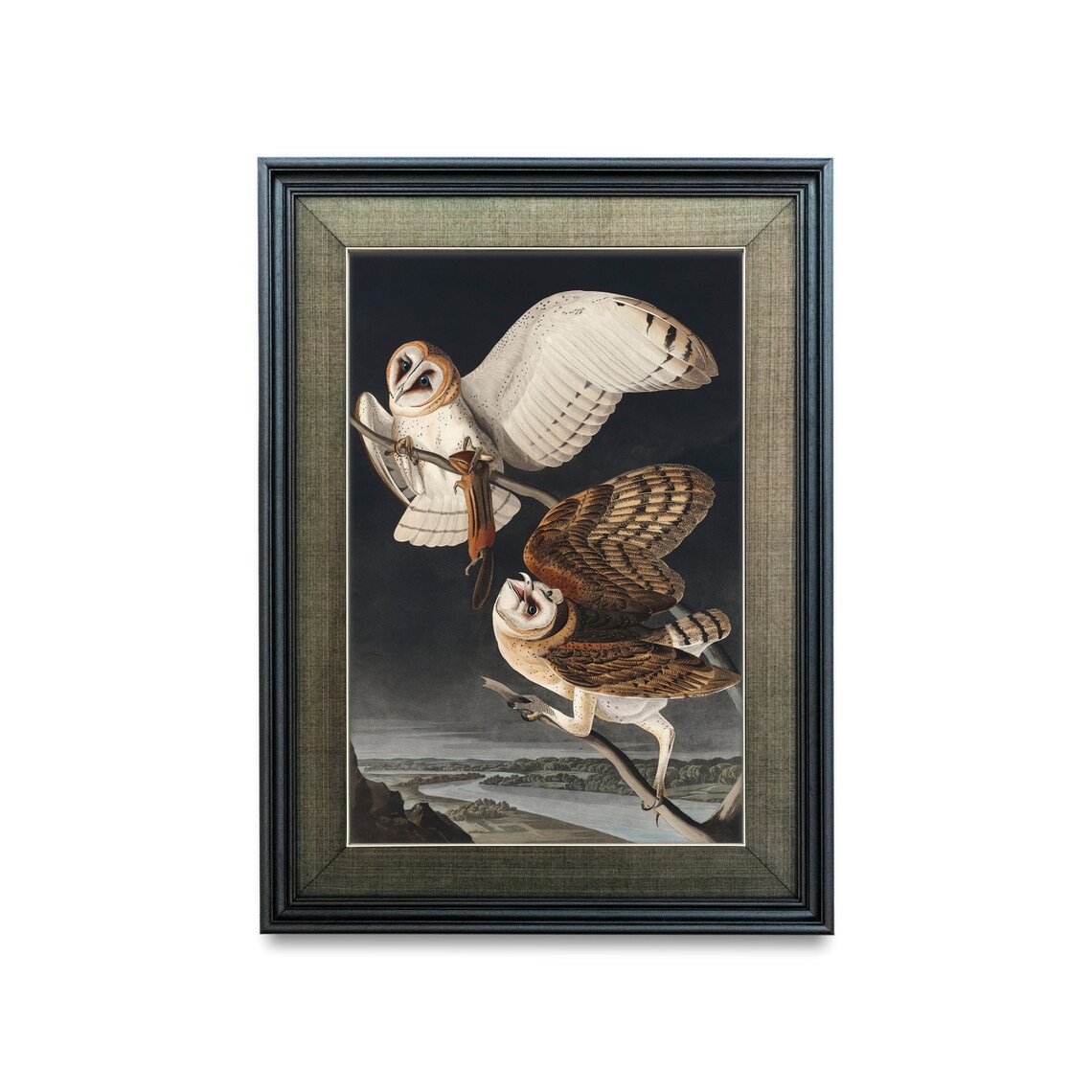 John James Audubon Barn Owl Natural History Illustration Poster - Image 4