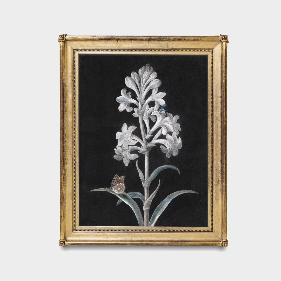 White Hyacinth With Butterfly Vintage Botanical Study On Black Poster - Image 2