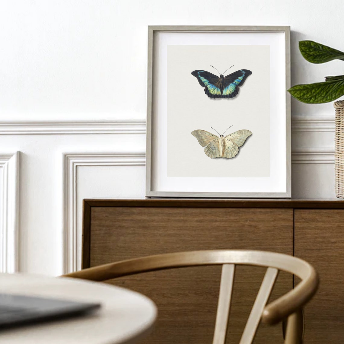 Antique Butterfly Pair Vintage Scientific Illustration Classic Poster - Image 2
