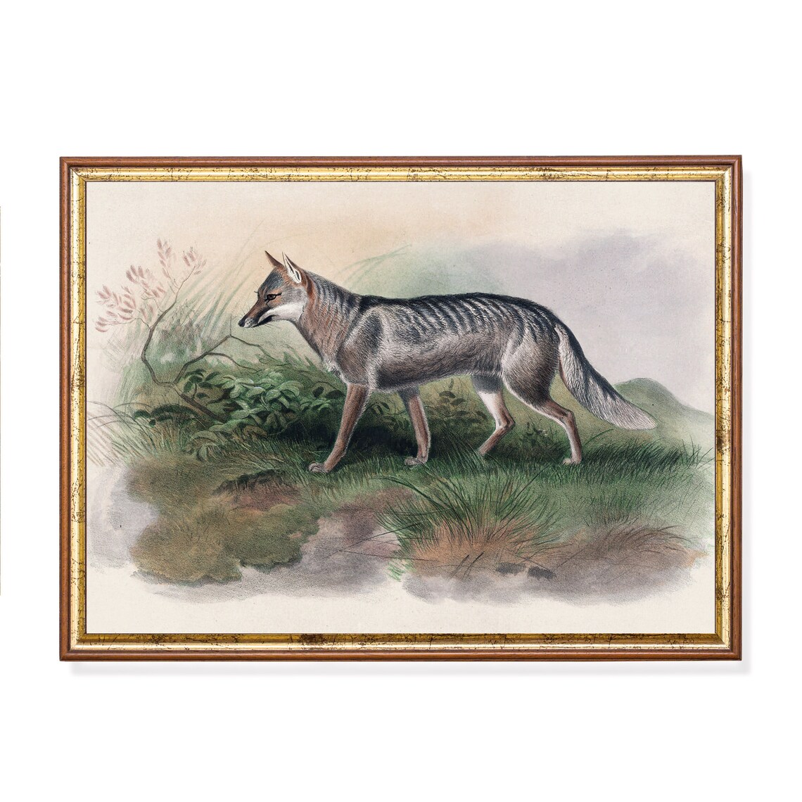 Antique Natural History Study of a Striped Wild Canine Poster