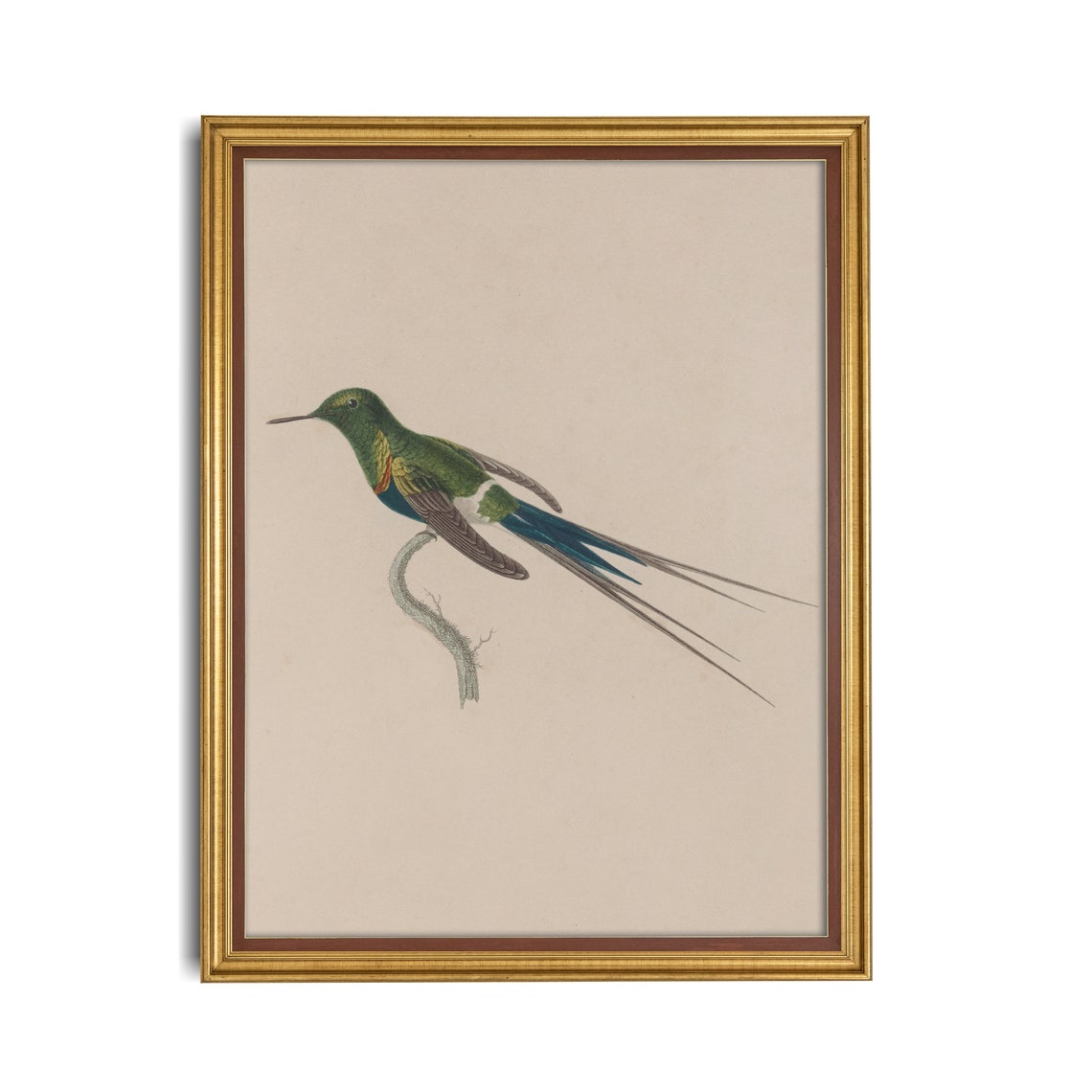 Long Tailed Green Hummingbird Antique Naturalist Bird Study Poster - Image 4